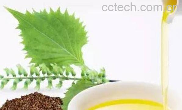 紫苏籽油的功效与作用 吃紫苏籽油的好处-1