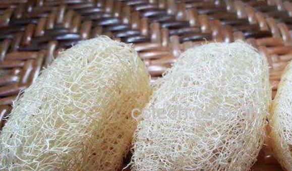 丝瓜络的功效与作用及药用价值-0