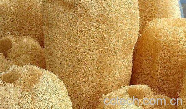 老丝瓜络煮水喝的功效 丝瓜瓤煮水喝的功效-1