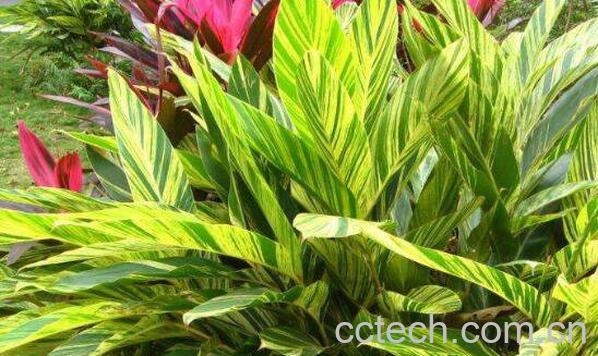  良姜叶的功效与作用-0