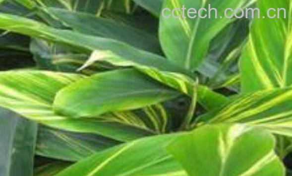  良姜叶的功效与作用-1