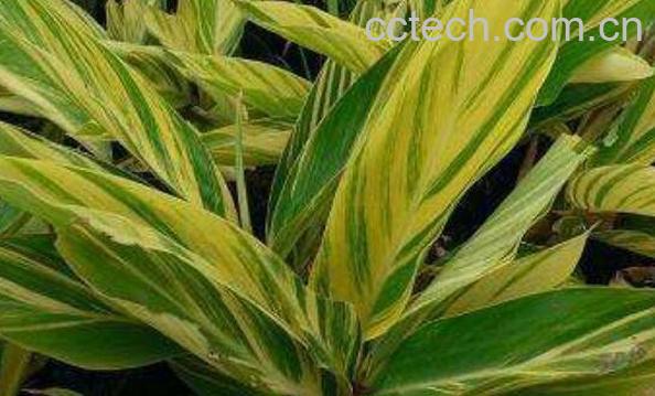 良姜叶是什么 良姜叶有什么功效 -0