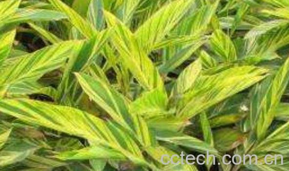 良姜叶是什么 良姜叶有什么功效 -1