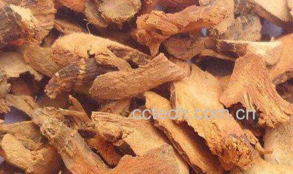 高良姜与干姜的区别-1