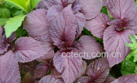 野生紫苏的功效与作用-0