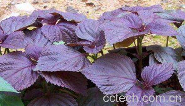 野生紫苏的功效与作用-1