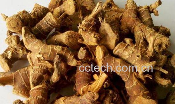  高良姜和生姜的区别-1