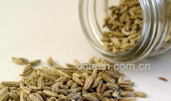 孜然粉是什么做的 孜然粉的危害有哪些-1