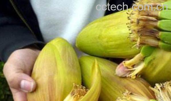 芭蕉心怎么吃 芭蕉心不适合什么人吃-0