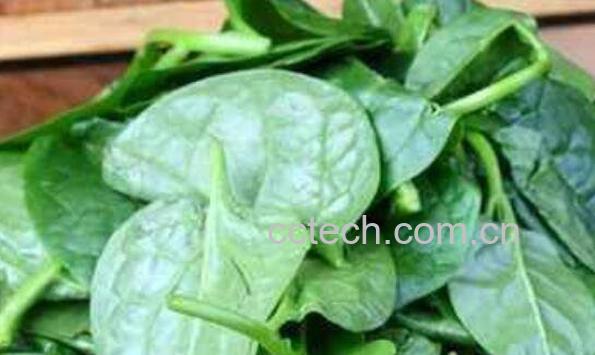 红薯叶怎么吃 红薯叶的做法教程-1