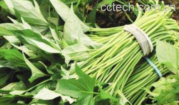 红薯叶的功效与作用及禁忌-0