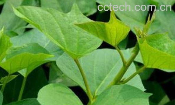 红薯叶的功效与作用及禁忌-1