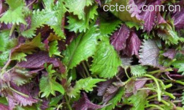 新鲜紫苏叶怎么吃 紫苏叶的吃法技巧-1