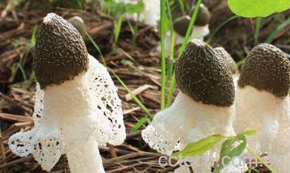 竹荪怎么吃 竹荪的家常做法大全-1