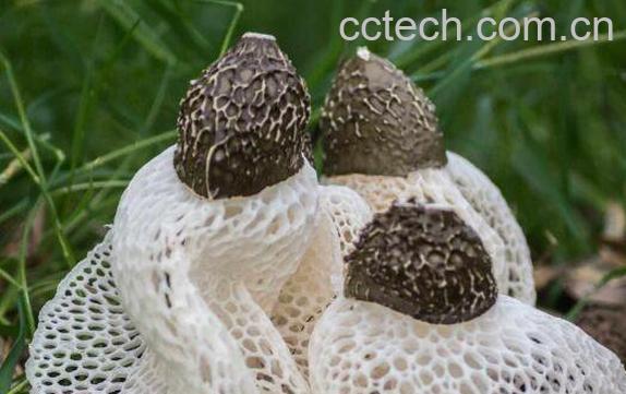 干竹荪的做法与禁忌-0