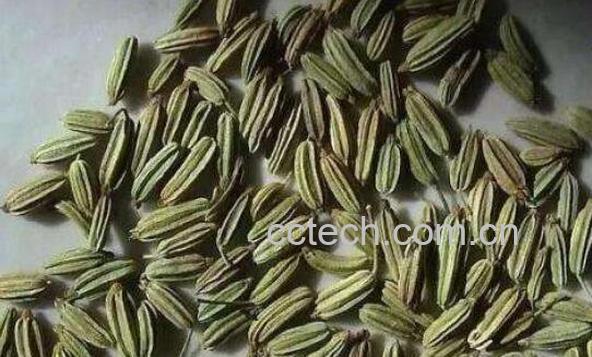 小茴香籽怎么使用 小茴香籽的食用方法-1