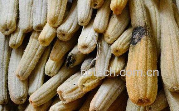 丝瓜络煮水的功效 老丝瓜络煮水喝的功效-0