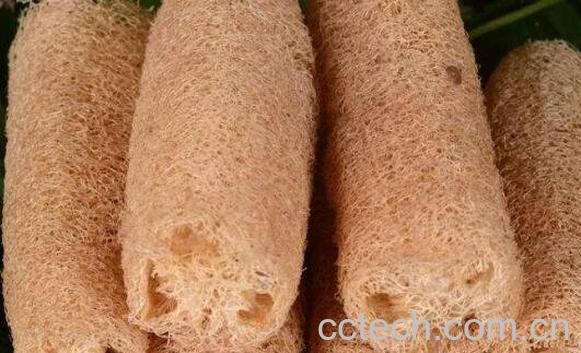 丝瓜络煮水的功效 老丝瓜络煮水喝的功效-1