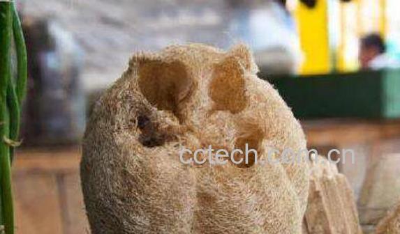 丝瓜瓤的功效与作用 丝瓜瓤煮水喝的功效-0