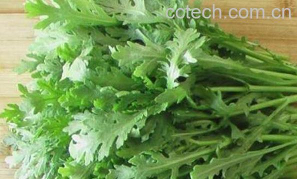 茼蒿菜的作用与功效-0