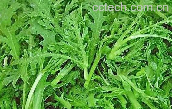 茼蒿菜的作用与功效-1