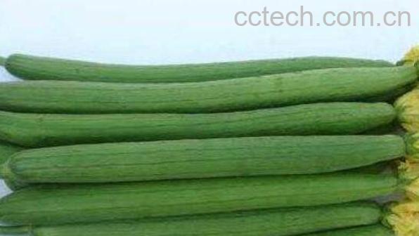 吃丝瓜有什么好处 丝瓜的功效与作用-1