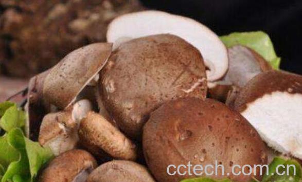 香菇的功效与作用 吃香菇的好处有哪些-0