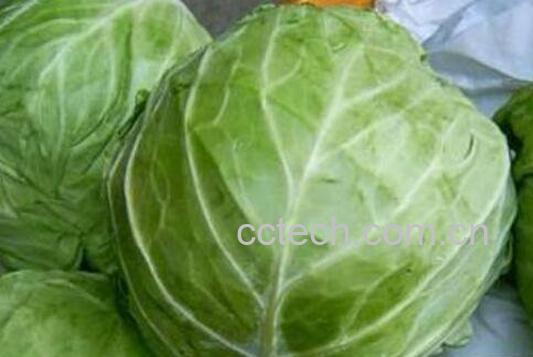 卷心菜怎么吃 卷心菜的功效与作用-0