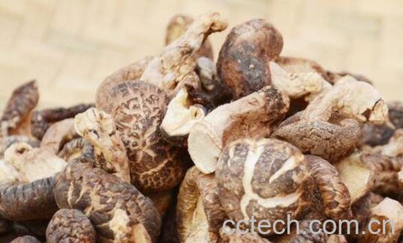 香菇的功效与作用 吃香菇的好处有哪些-1