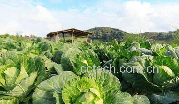 卷心菜怎么吃 卷心菜的功效与作用-1