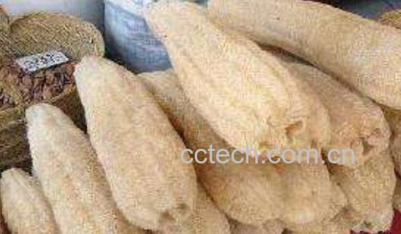 丝瓜络的功效与作用 丝瓜络的药用价值-1