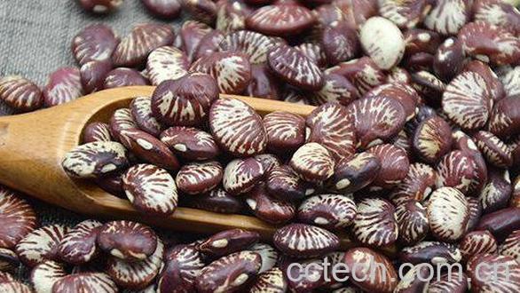 黑肾豆的功效与作用-1