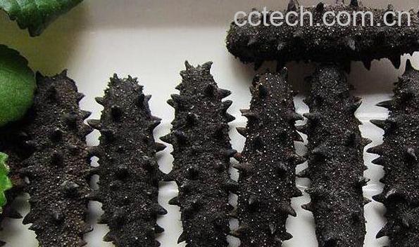 野生海参的营养价值与功效-0