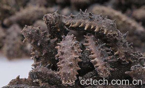 野生海参的营养价值与功效-1