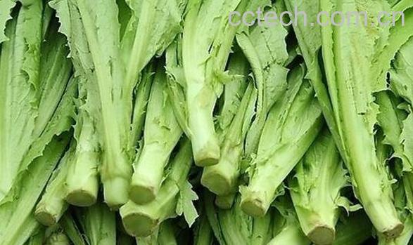 油麦菜的功效与作用 油麦菜的好处-0