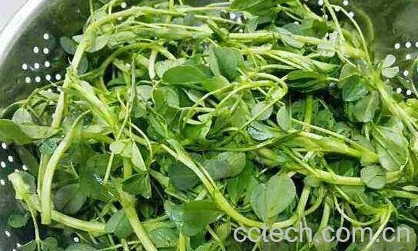 苜蓿哪些人不能吃 苜蓿不能和什么同吃-0