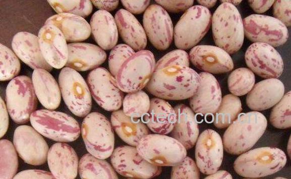 肾豆怎么吃 肾豆不能与什么一起吃-1