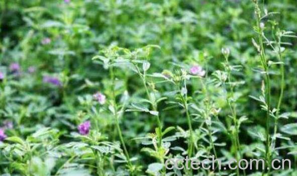 苜蓿哪些人不能吃 苜蓿不能和什么同吃-1