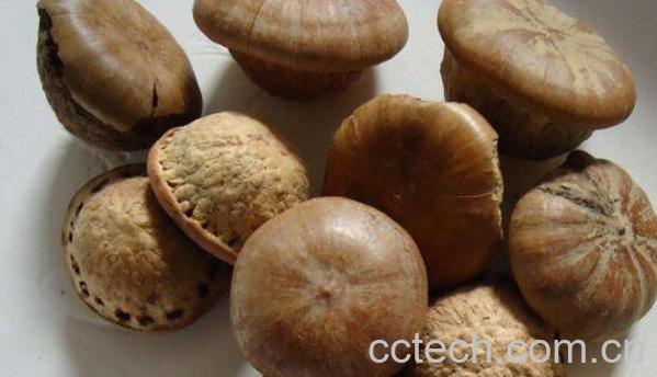 印度黑肾果的功效和作用-0