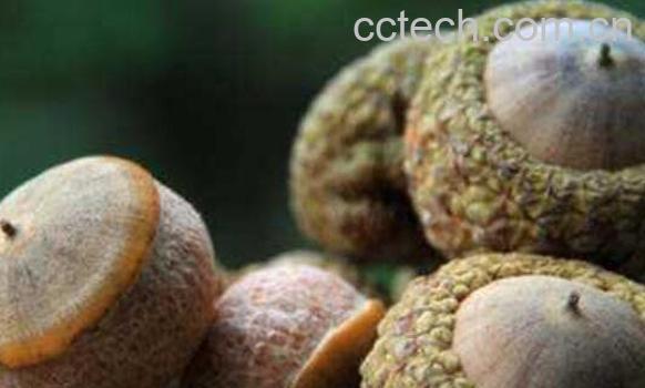 印度黑肾果的功效和作用-1