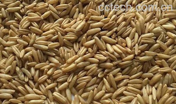 野燕麦的功效与作用 野燕麦能补肾吗-1