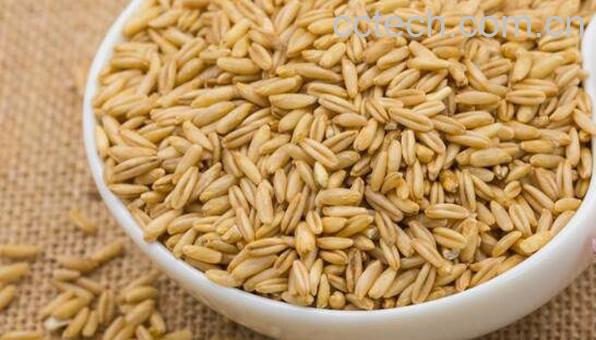 野燕麦的功效与作用 野燕麦能补肾吗-0