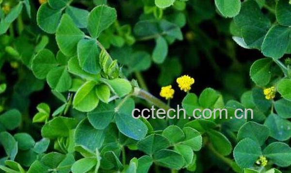 吃苜蓿的作用与副作用 吃苜蓿的禁忌-0