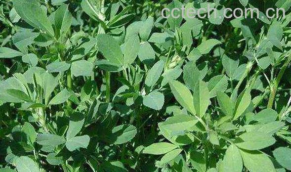 吃苜蓿的作用与副作用 吃苜蓿的禁忌-1