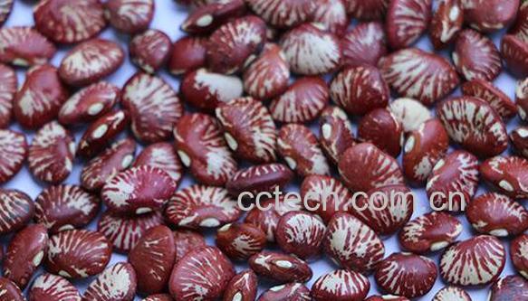 斑马豆的功效与作用-0