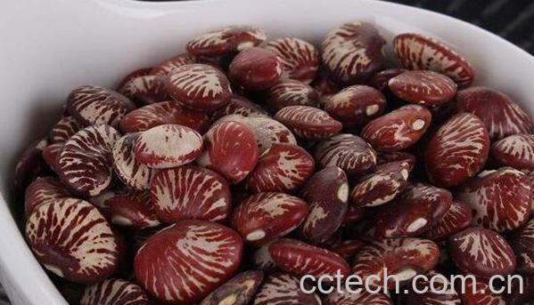 斑马豆的功效与作用-1