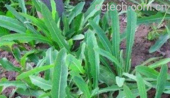 野苦麻菜的功效与作用及药用价值-0