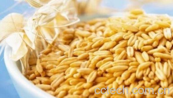 皮燕麦与裸燕麦的区别 裸燕麦和皮燕麦哪个好-0