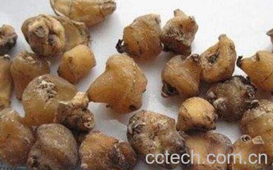 山慈菇的功效与作用及食用方法-1