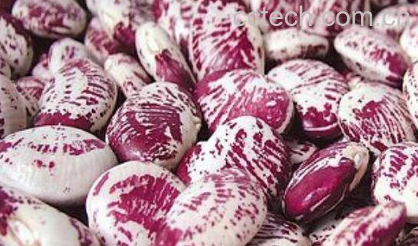 红花菜豆的功效与作用-0